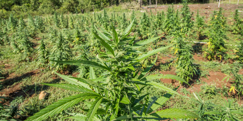 Landrace Strains: The Origin of Landrace Cannabis Strains